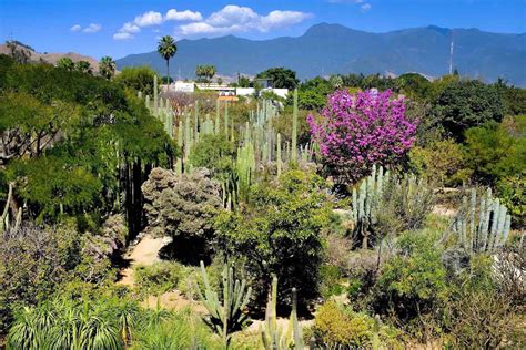 Jardín Botánico de Oaxaca: A Lush Escape into the Heart of Oaxacan Biodiversity!