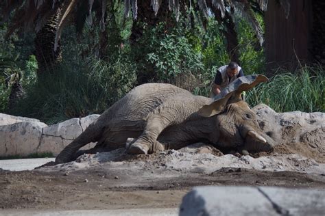 Zoológico de Zaragoza: An Unexpected Oasis of Biodiversity Amidst Spanish Charm!